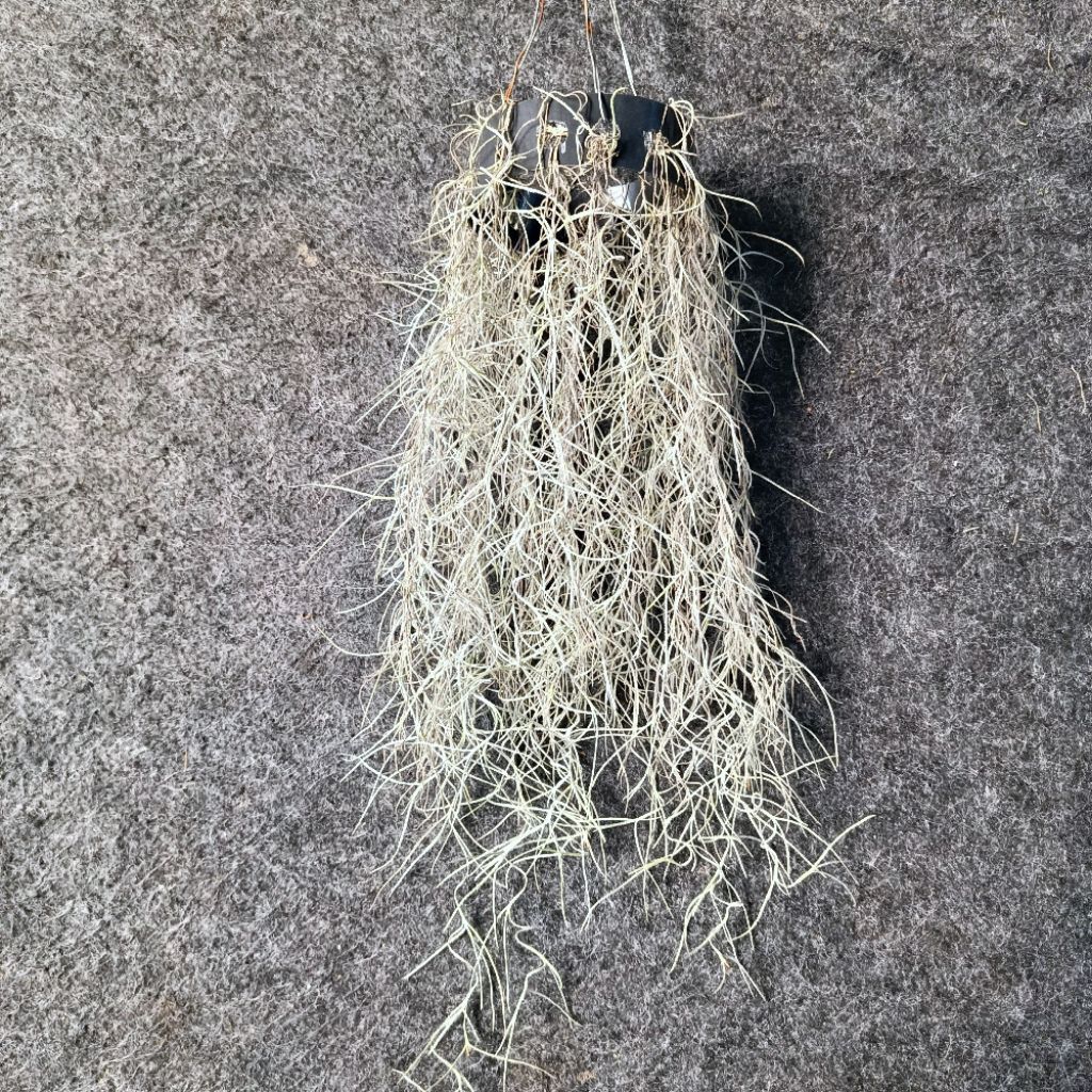 Tillandsia Usneoides Spanish Moss