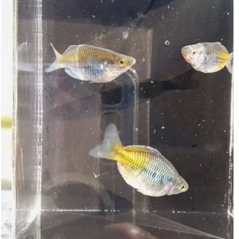 assesoris rainbow bosemani balon ((rainbow pelangi )) 1pair