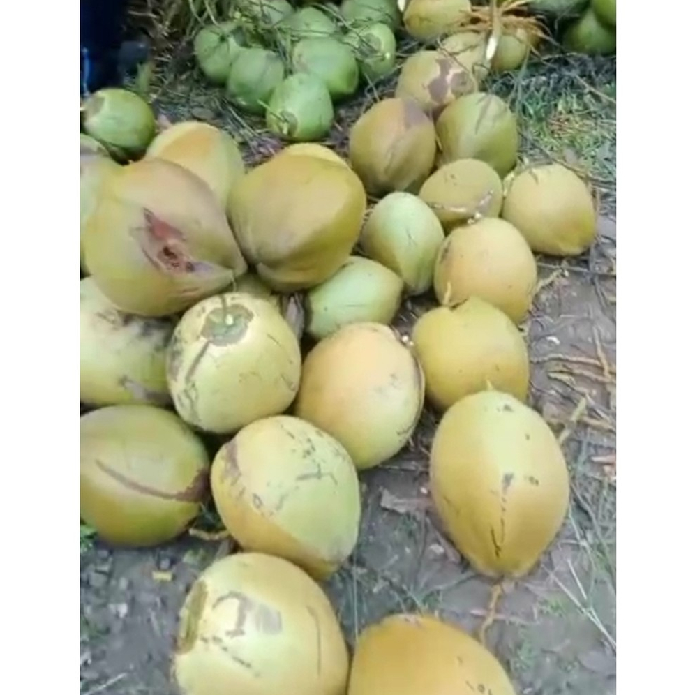 Degan premium | Kelapa Muda Premium | Bukan Degan Ijo