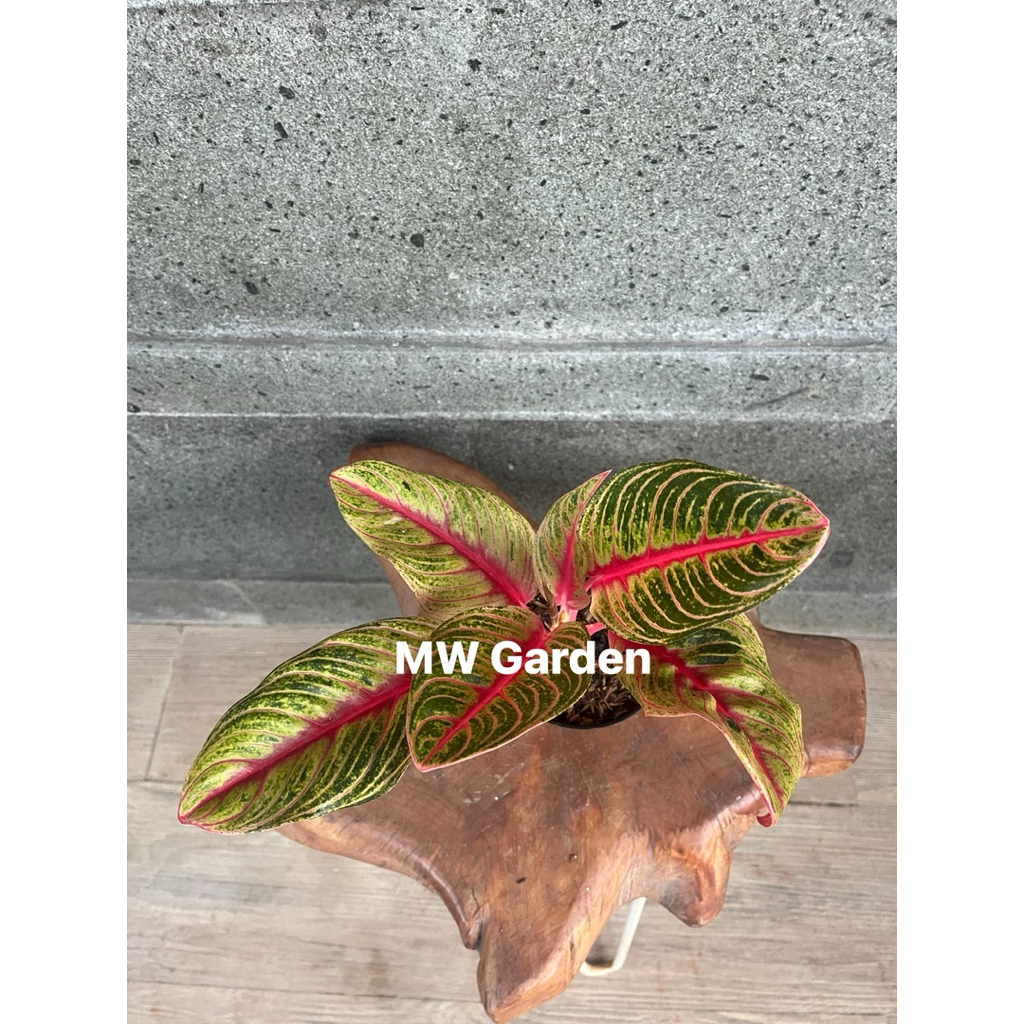 Aglaonema Red Nancy