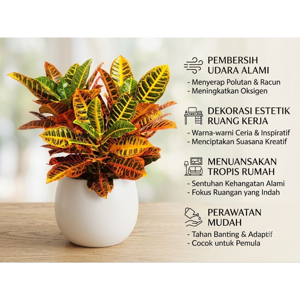 Puring Petra (Codiaeum variegatum 'Petra')
