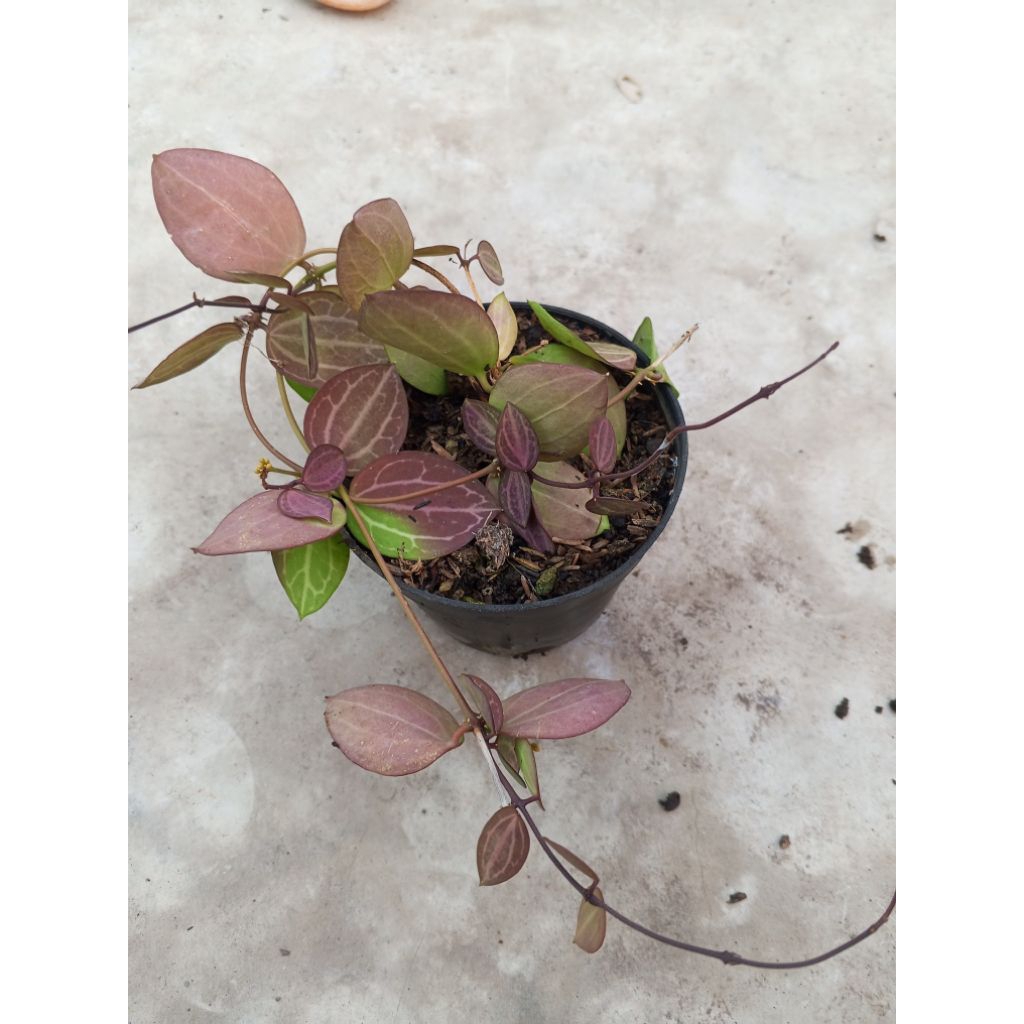 Dischidia ovata,