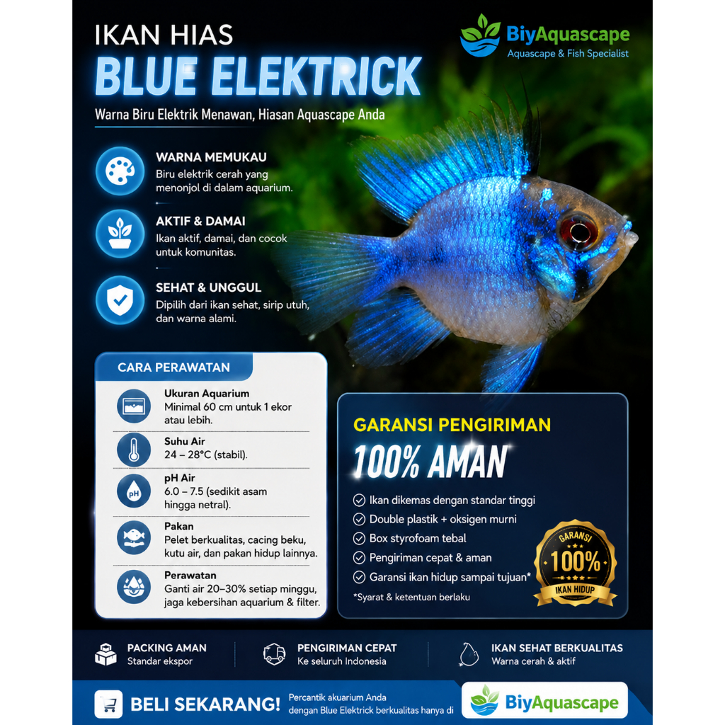 IKAN HIAS AQUASCAPE RAMIREZI BLUE ELEKTRIK