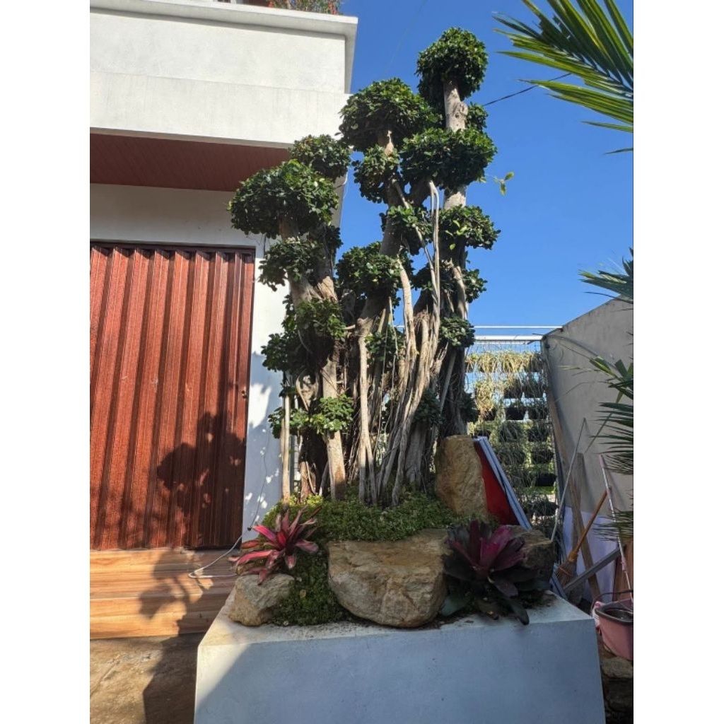 Dekorasi taman Bonsai beringin dolar