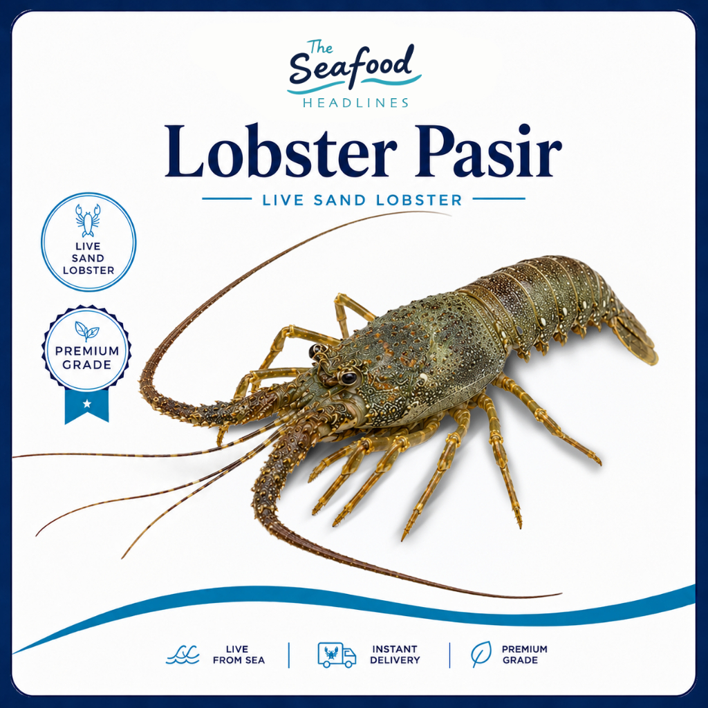 Lobster Laut Hidup Pasir