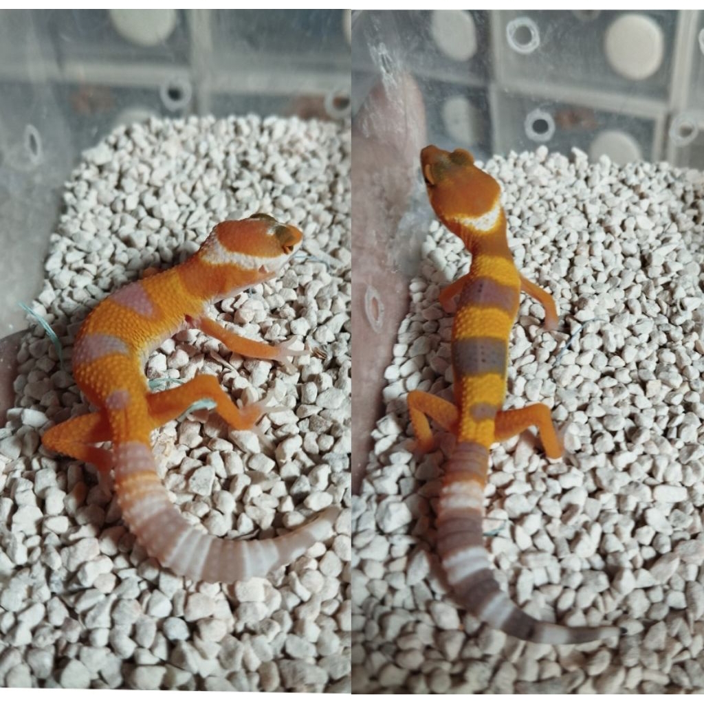 Mainan gecko Leopard juve blacknight line