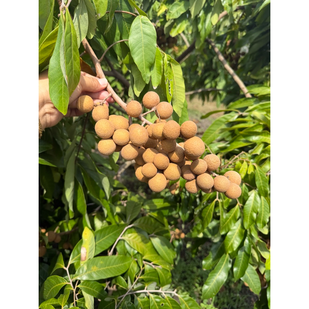GARAM SERBUK KRISTAL UNTUK KELENGKENG - GARAM AMPUH ATASI POHON KELENGKENG SULIT BERBUAH