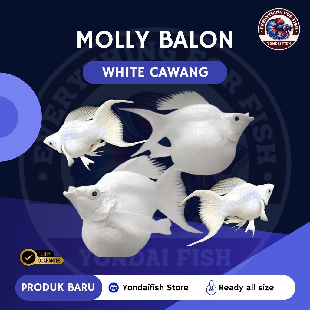 [MOLLY] Balon White Cawang | IKAN HIAS| NEW | REAL PICT | TOP GRADE| SIZE INDUKAN