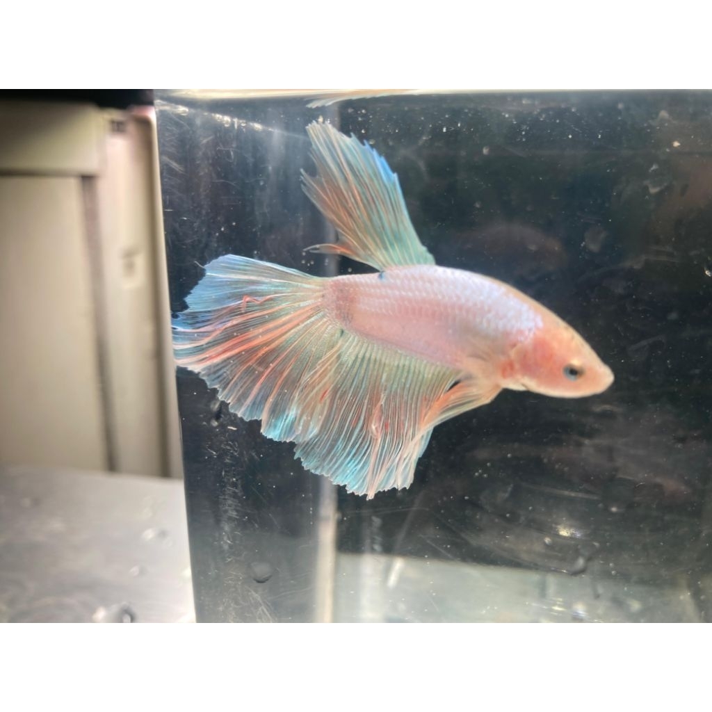 HALFMOON FANCY DAN PINK