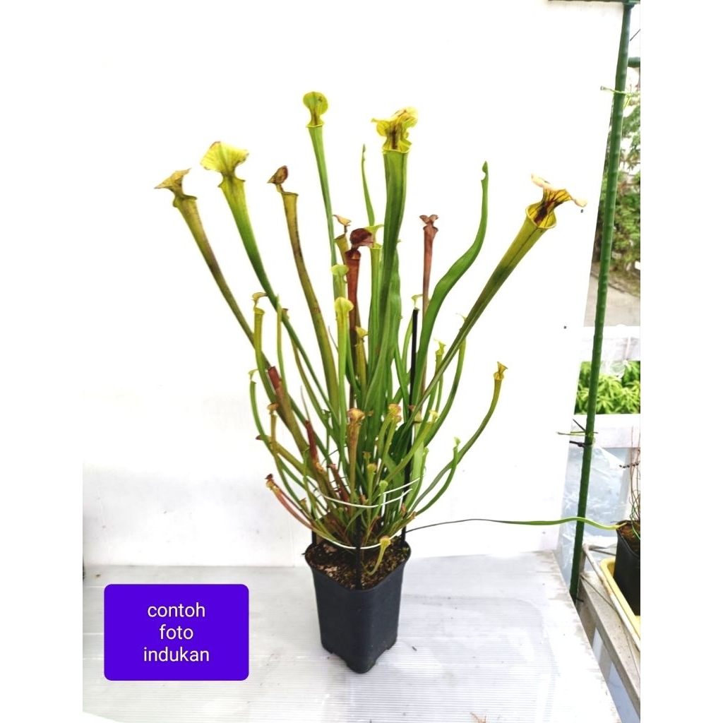 Sarracenia Flava Miramar Beach