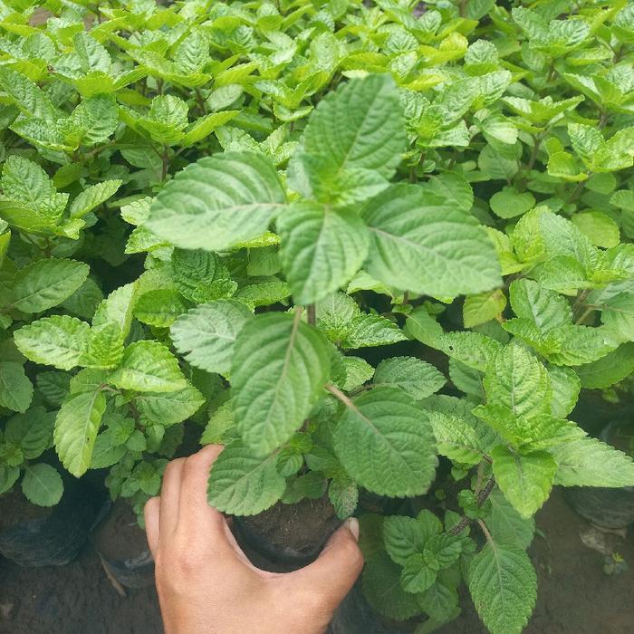 Bibit cincau hitam super - tanaman cincau hitam janggelan segar siap tanam