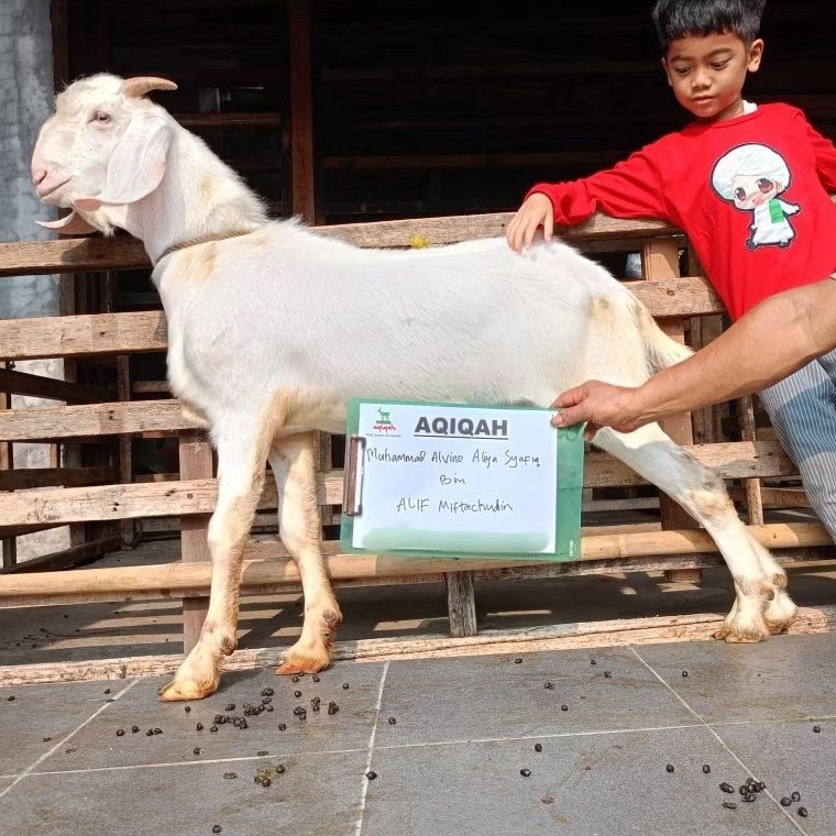 Kambing aqiqah hidup & Domba aqiqah hidup / Kambing Domba Hidup untuk keperluan Aqiqah, Qurban, dll.