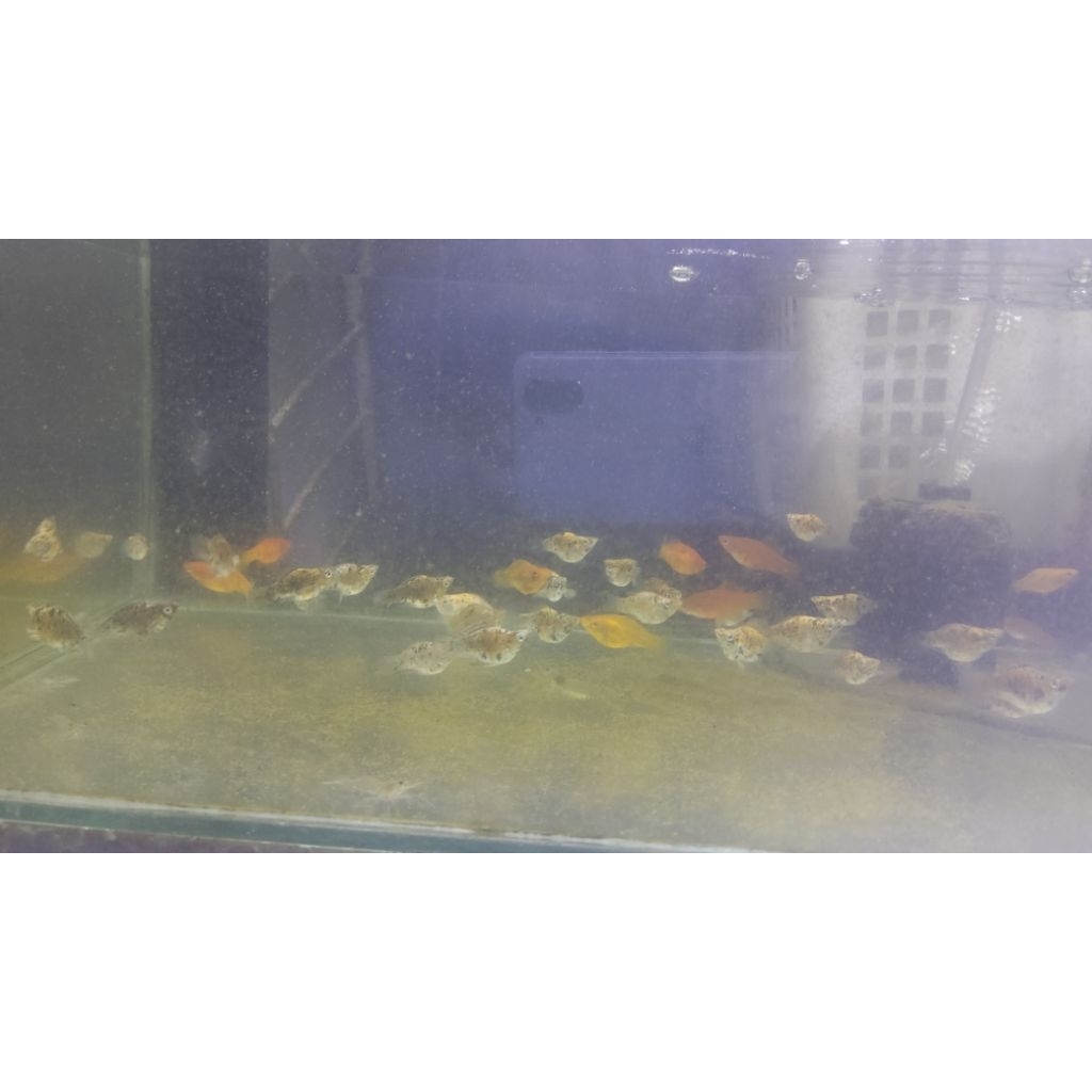 molly merpati, Calico, Dan oren