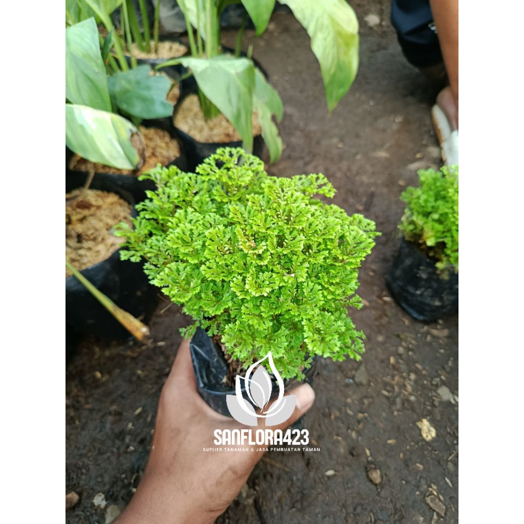 Tanaman hias Lumut ambon/Cakar ayam