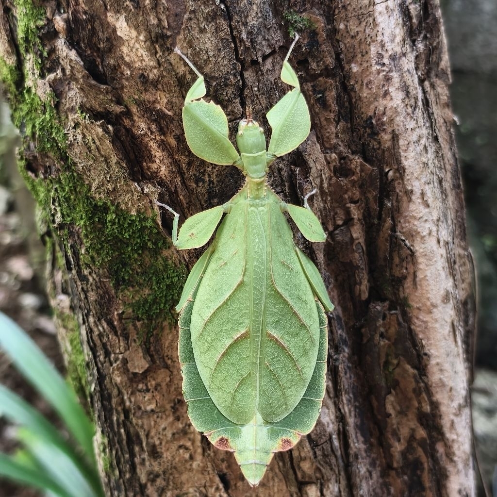 Belalang daun dewasa Phyllium letiranti