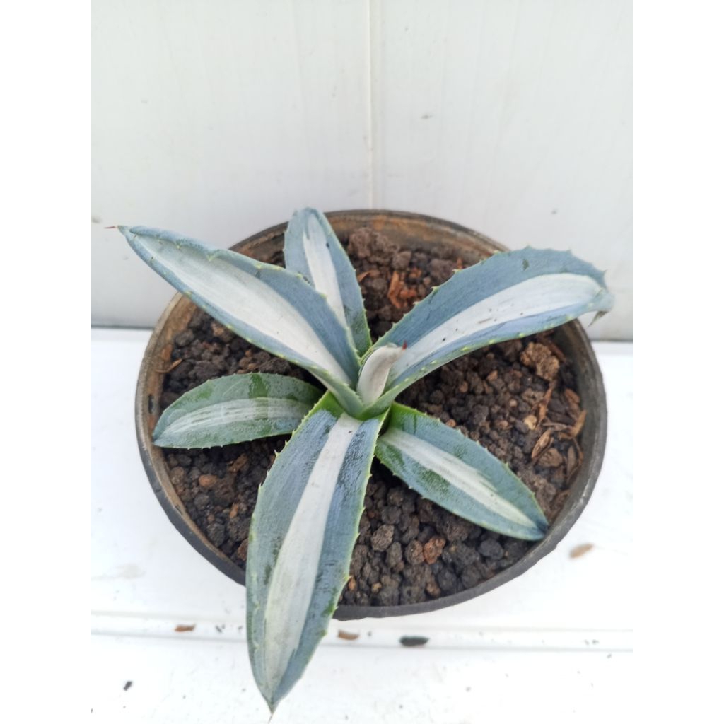agave americana 'Mediopicta Alba