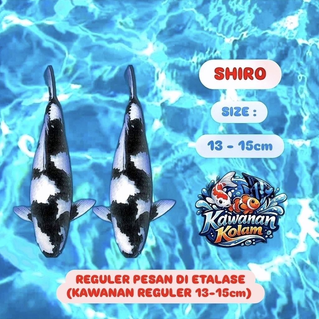 ( SHIRO ) Sepasang Koi Blitar Size ( 13-15cm )