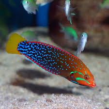Ikan Hias Air Laut Keling Asli