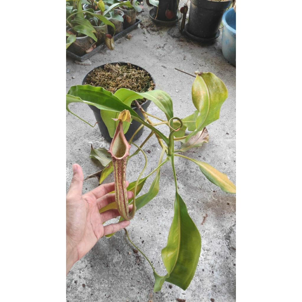 Nepenthes Maxima Ukuran Besar