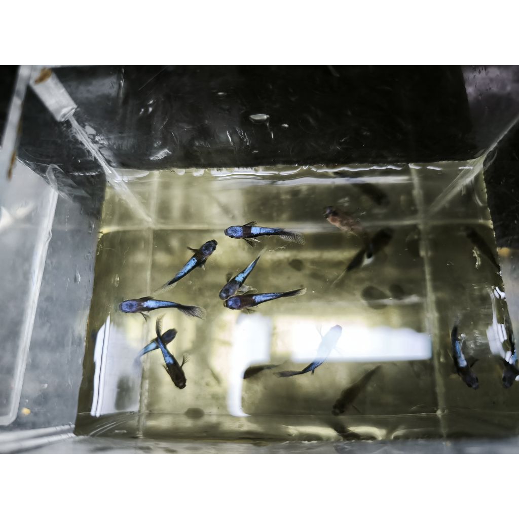 kebutuhan aquarium guppy blue koi