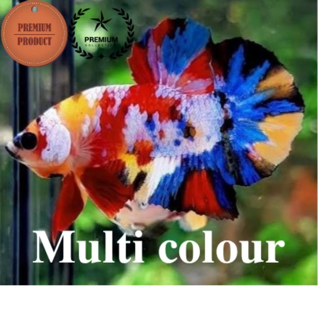 [BERGARANSI KALIMANTAN] ikan cupang multi colour Giant