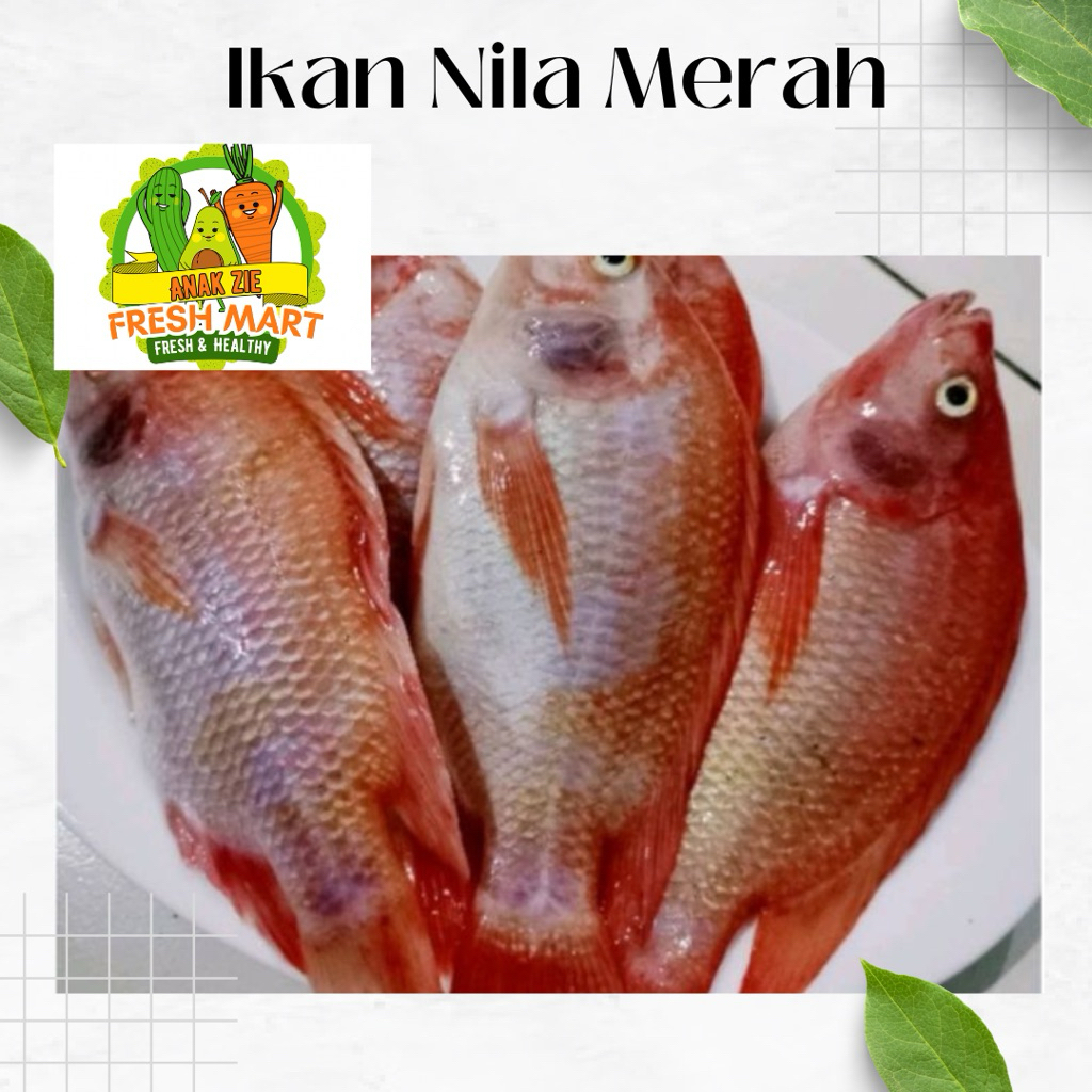 Ikan Nila Merah Subang 500 gram