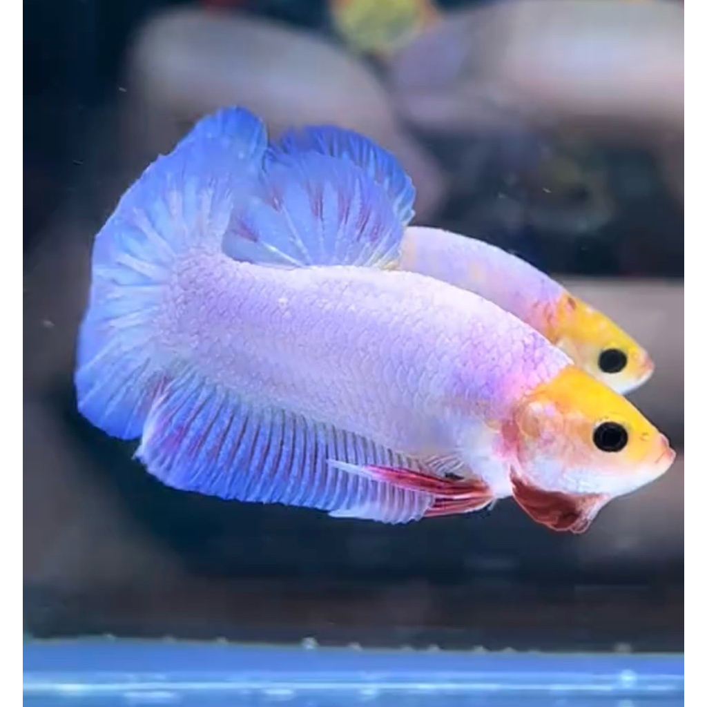 cupang plakat white scale