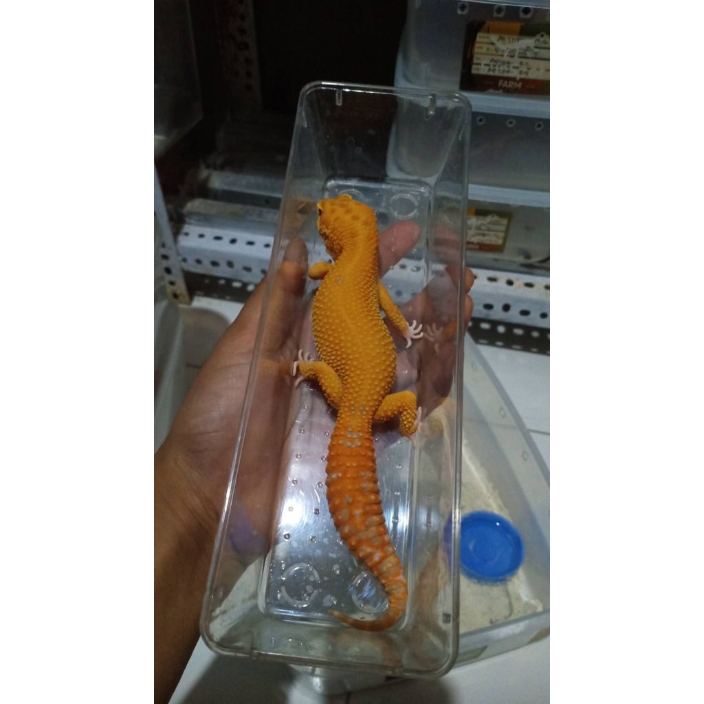 aptor jumbo mainan leopard gecko