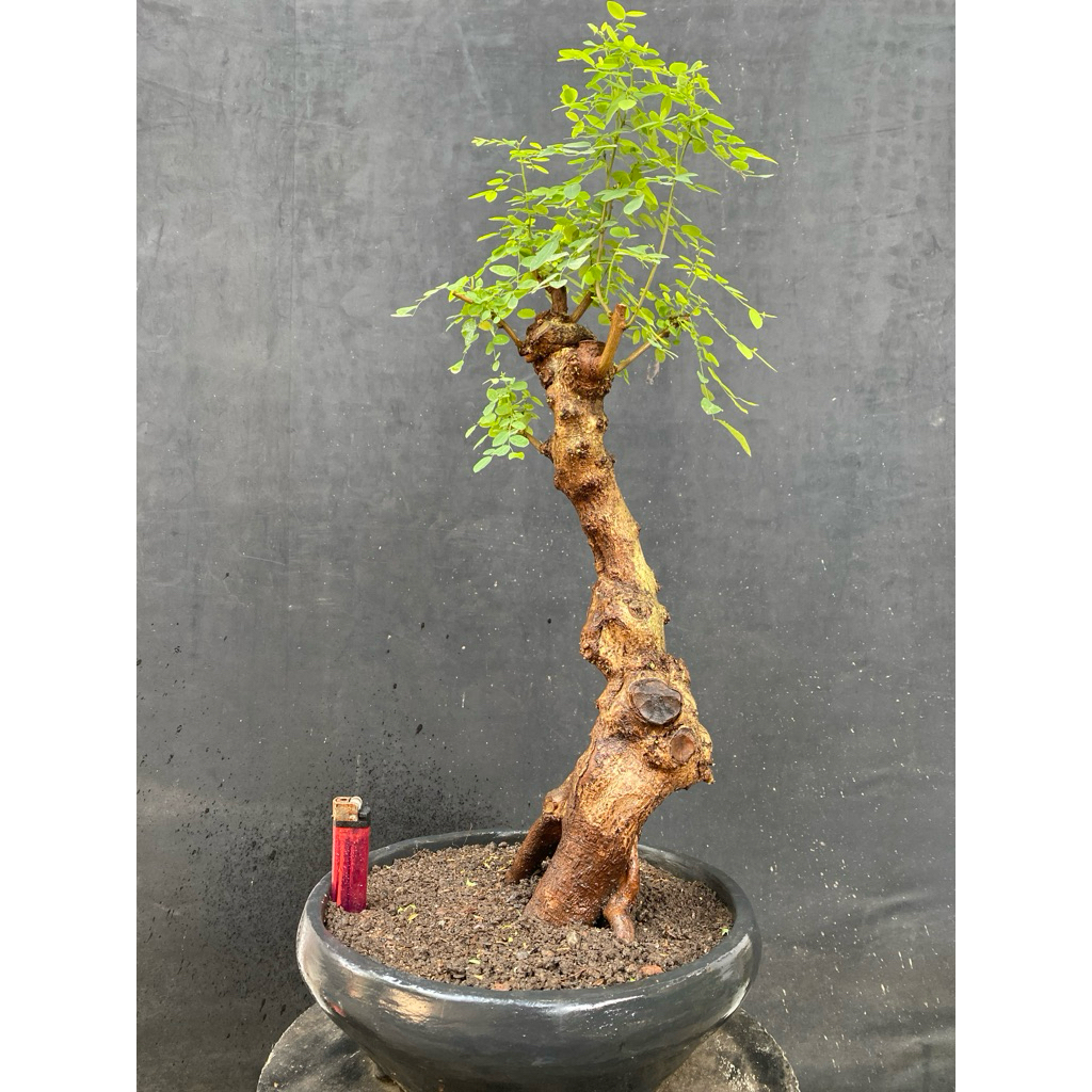 Bahan Bonsai Ileng-ileng / Mangsian / Phylantus reticulatus