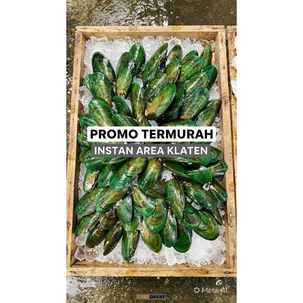 kerang ijo kerang hijau frozen