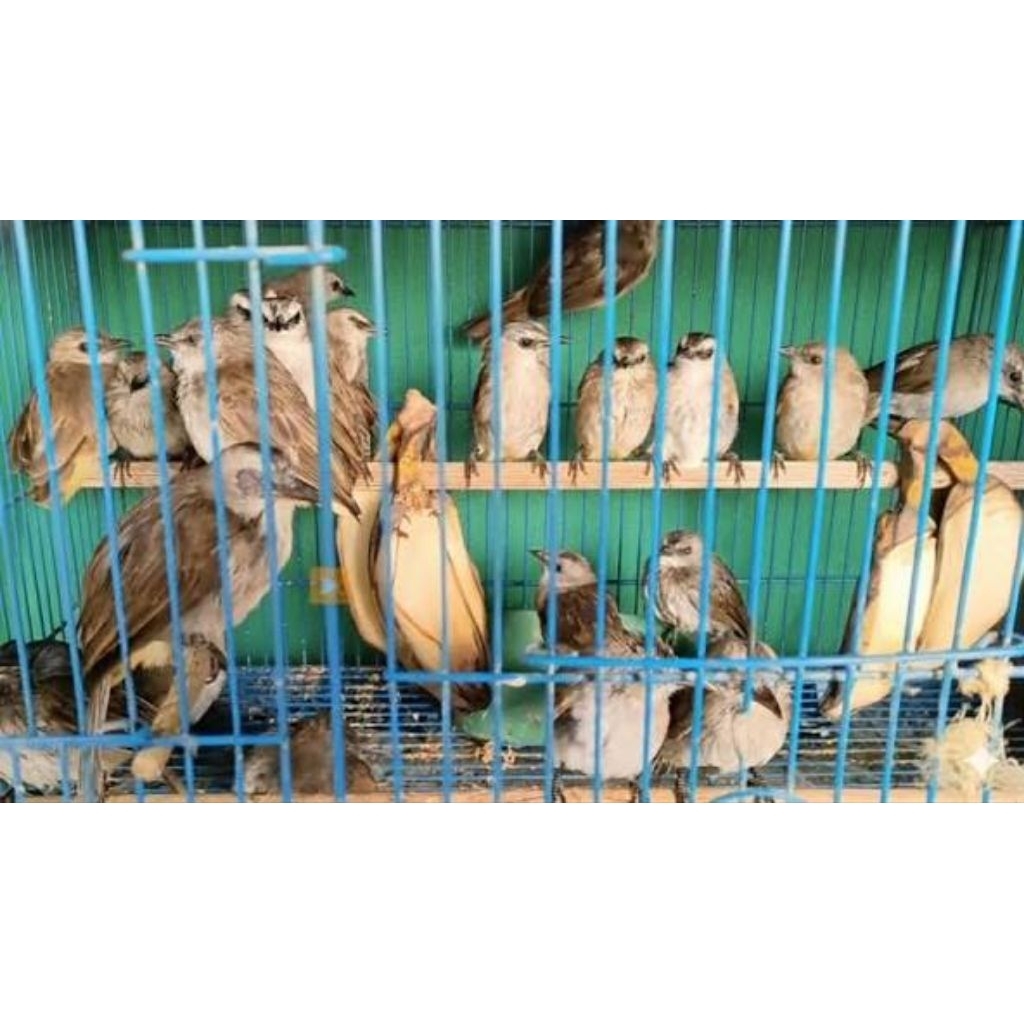 trucuk lokal Jawa Timur