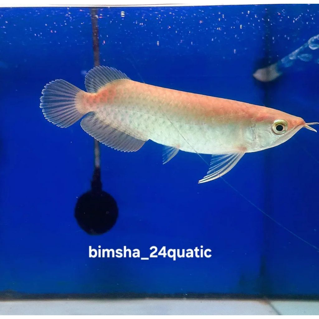ARWANA GREEN PINO 10-12CM SERTIFIKAT + CHIP ORIGINAL BISA COD TERMURAH HIASAN AKUARIUM FASHION GELAN