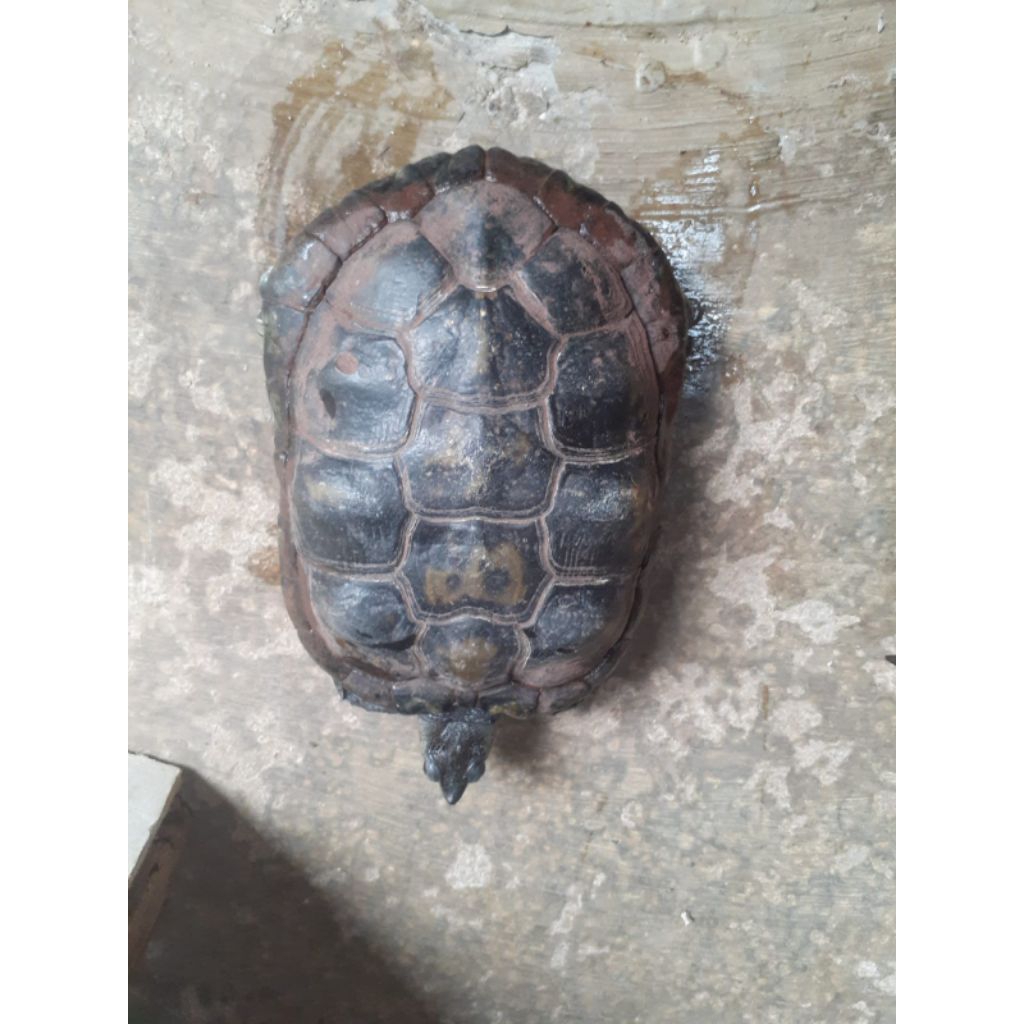 KURA KURA BRAZIL JANTAN JUMBO