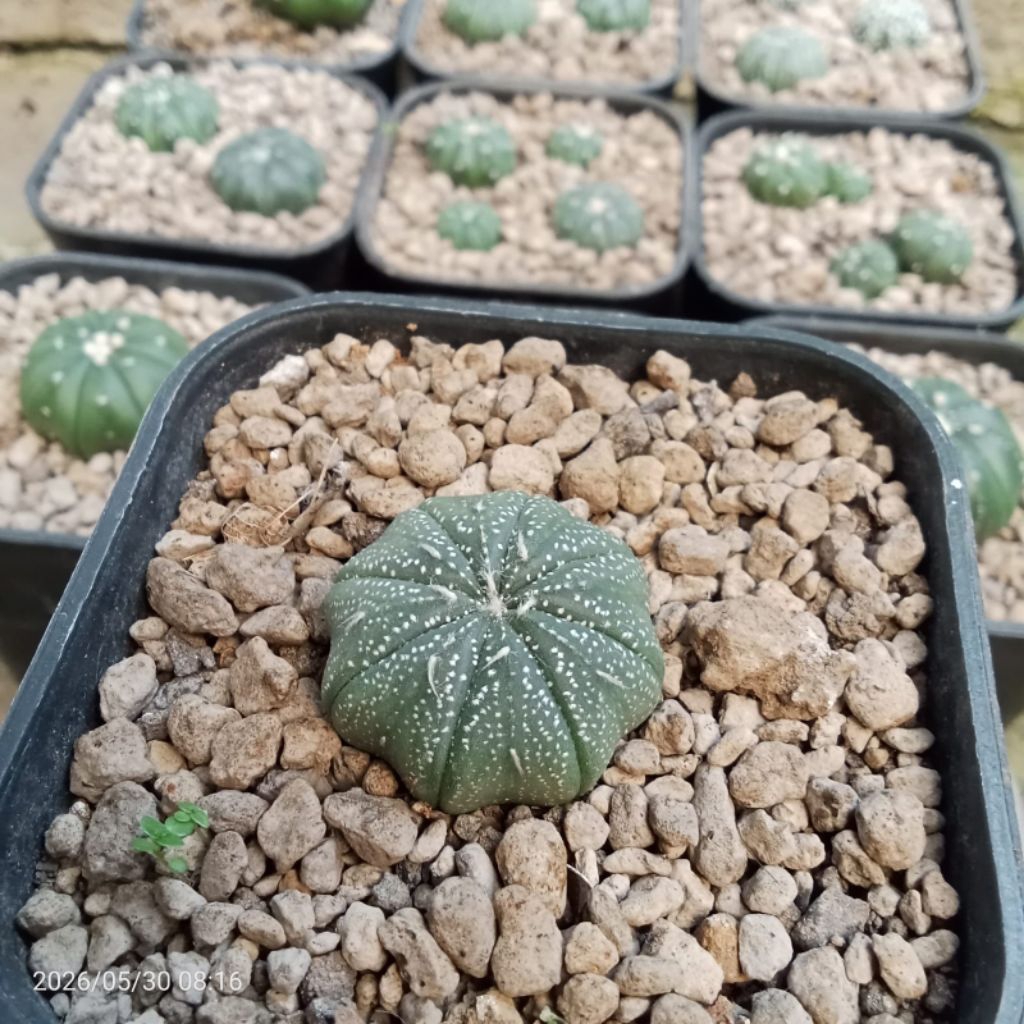 Kaktus Astrophytum asterias