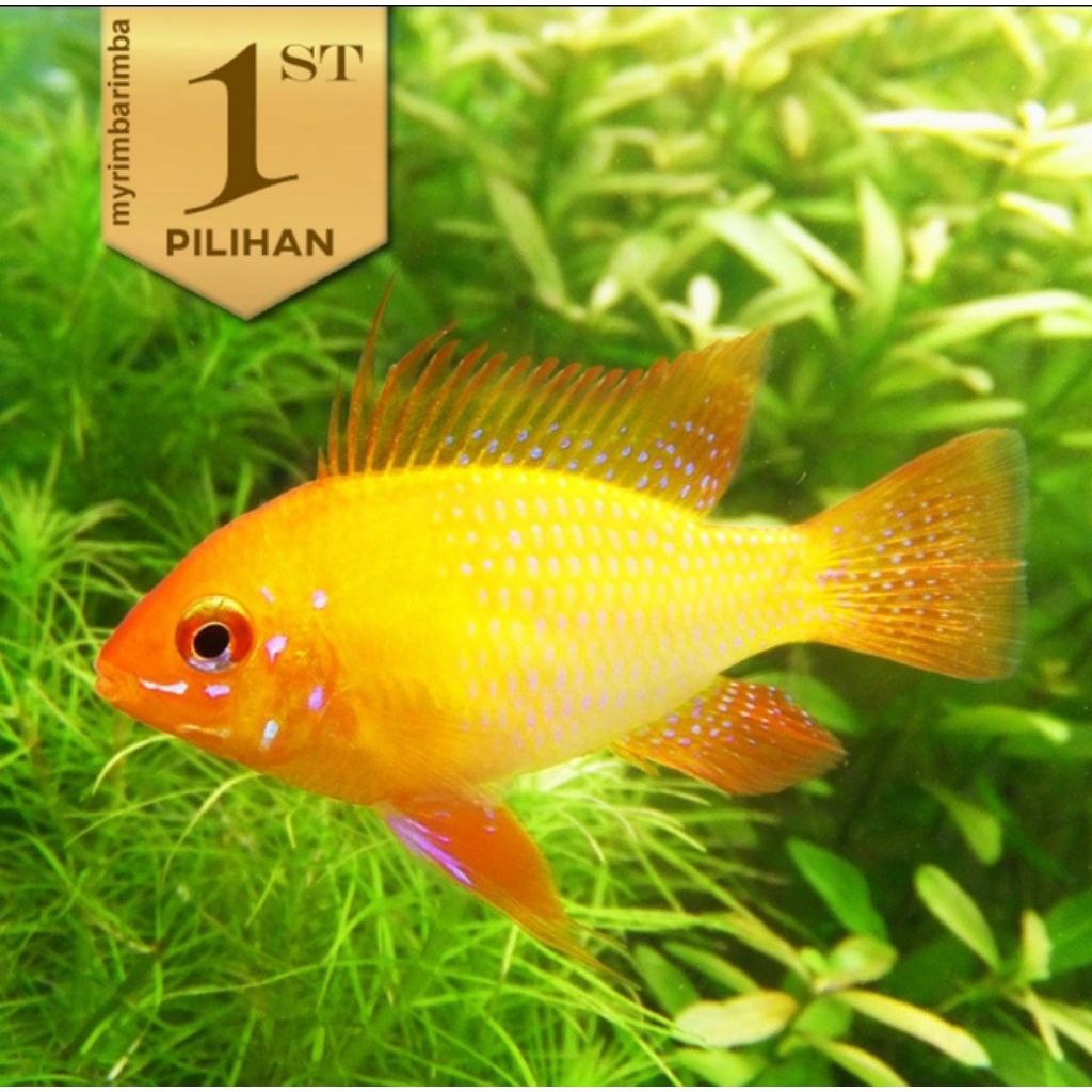 Golden Ramirezi Cichlid Ikan Hias Aquascape Hiasan Aquarium Tanaman