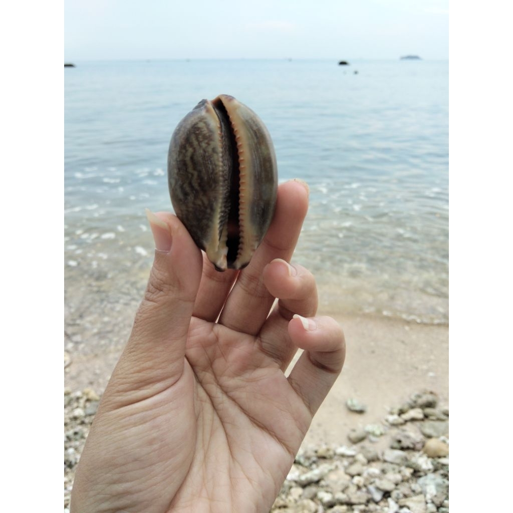 cangkang keong laut kuwuk besar