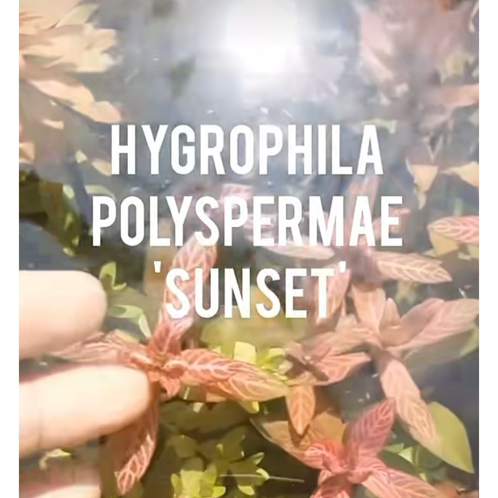 tanaman aquascape hygrophila polysperma sunset