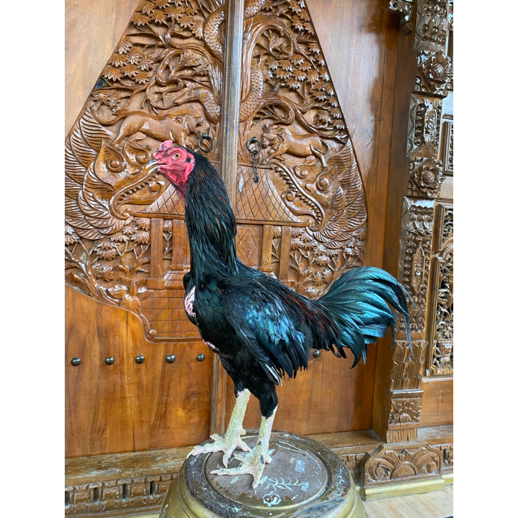 Pakoy kaki full katuranggan