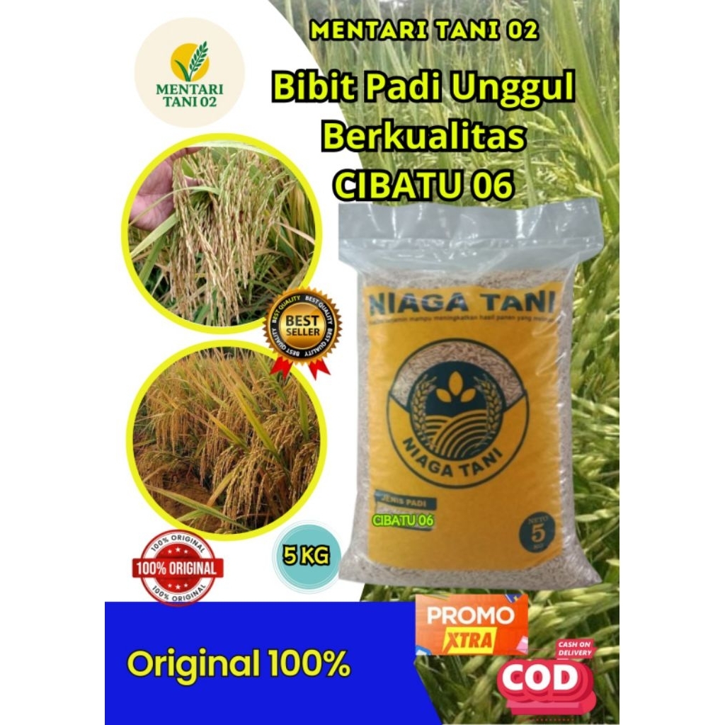 padi unggul berkualitas Cibatu 06