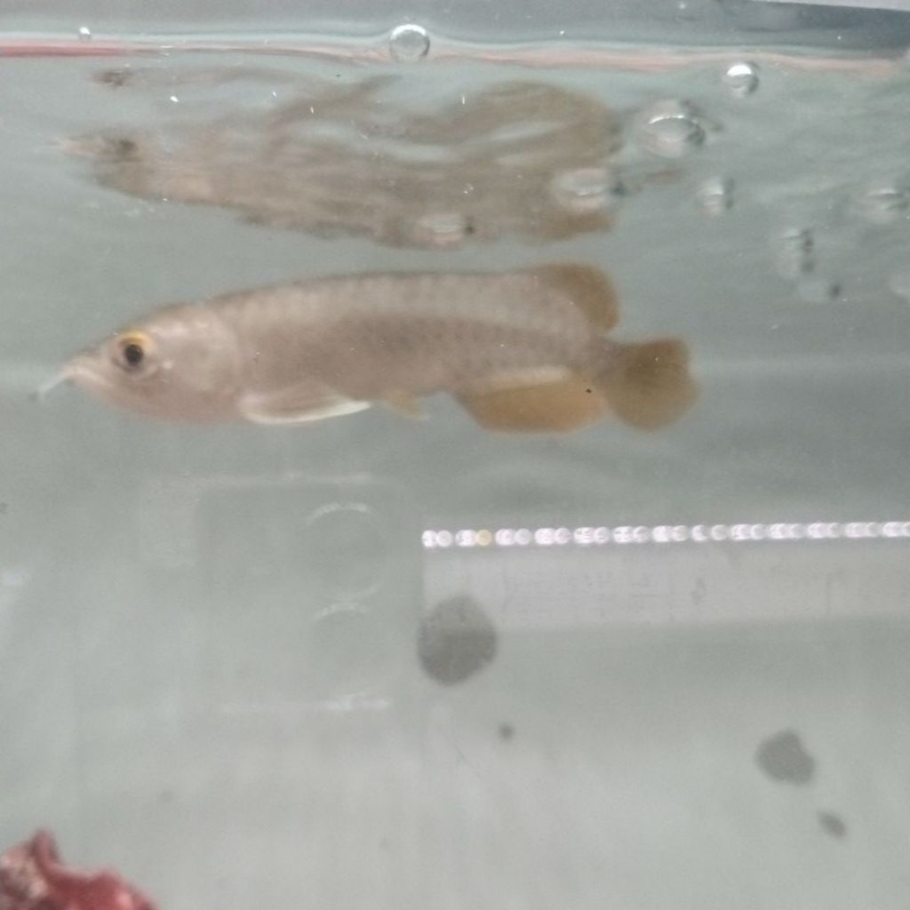ARWANA BANJAR UKURAN ±14 cm