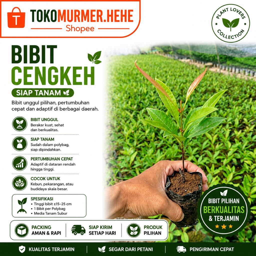 BIBIT CENGKEH GROSIR ISI 10 BIBIT TANAMAN PERKEBUNAN SIAP TANAM BERKUALITAS