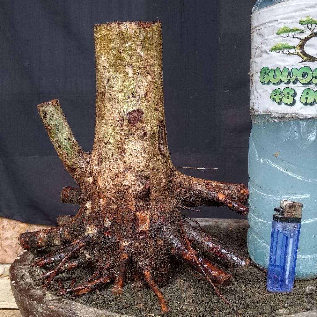 Bahan Bonsai Rukem Pucuk Merah Dongkelan Formal Bogel Akar Bagus Small Size Real Pict