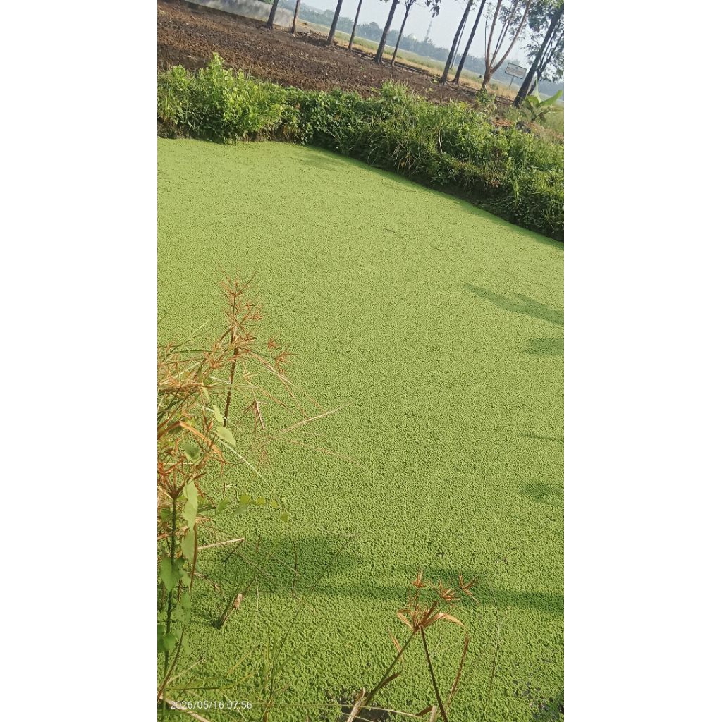 Azolla kering 100 gram