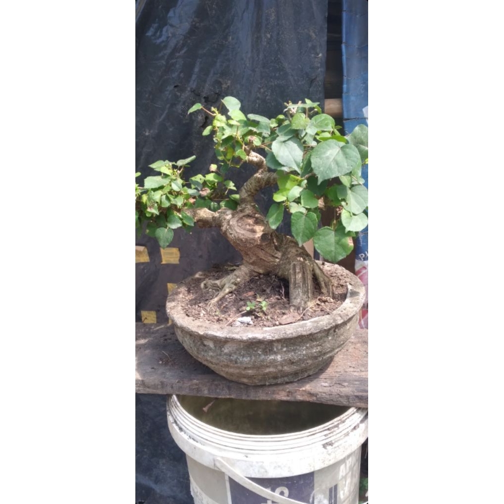 Bonsai waru taiwan