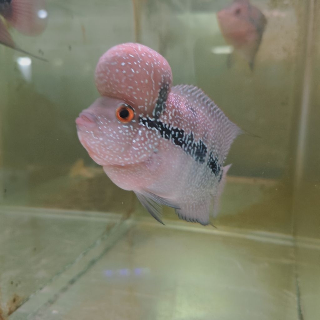 Ikan Louhan SRD/SRM Thailand Jenong Merah Mutiara Ukuran 8.9cm
