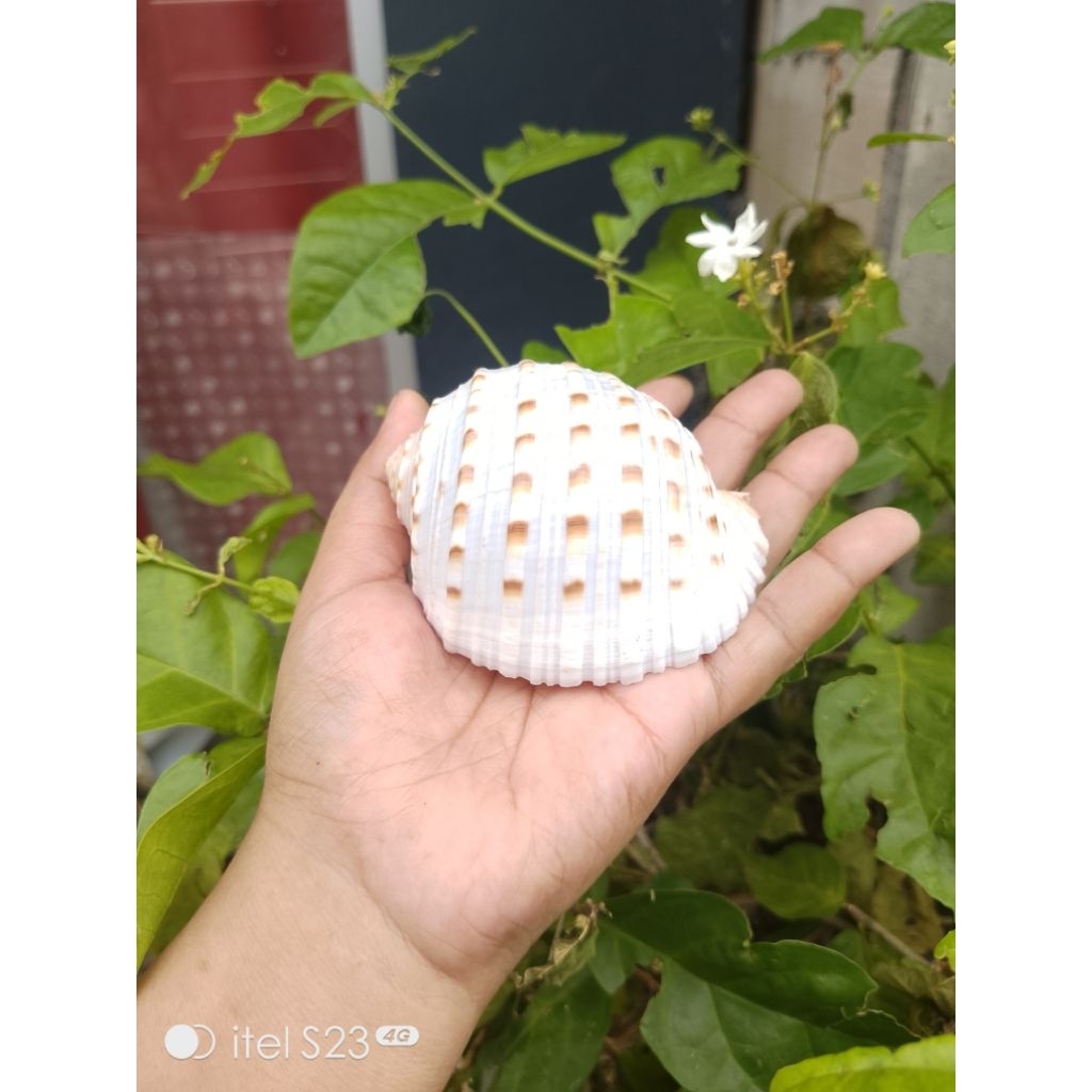 KERANG TONNA JUMBO RUMAH KELOMANG