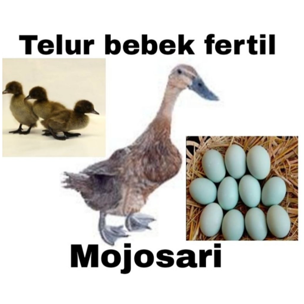 Telur Bebek Mojosari fertil (siap tetas)