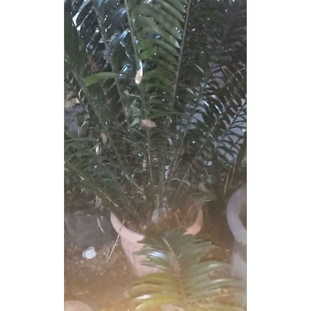 Encephalartos Natalensis caudex 14cm rimbun, daun panjang