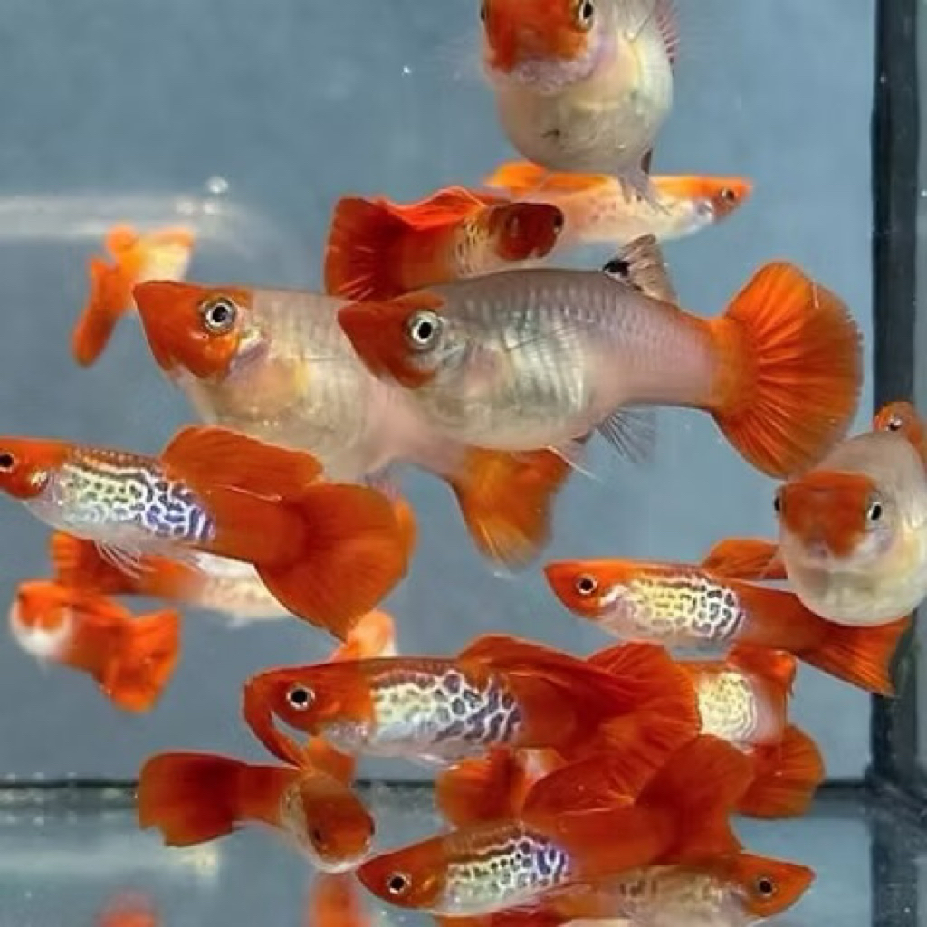 guppy red koi pair