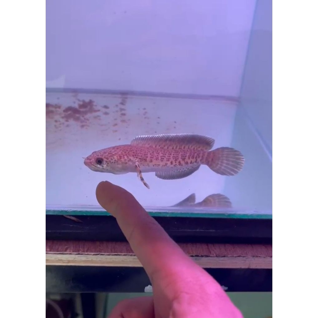 Hiasan Aquarium Channa Auranti 11-12 cm